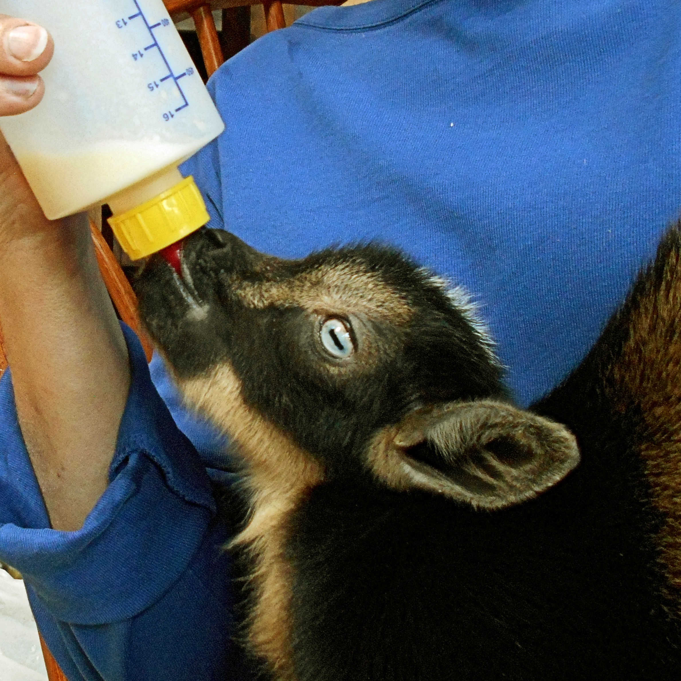 A newborn goat kid taking its first bottle of colostrum.